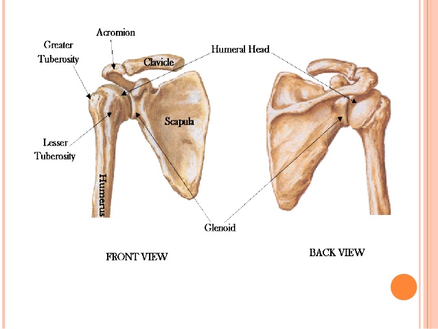 Shoulder Bones Back View : Shoulder Joint Wikipedia : Scapula (shoulder